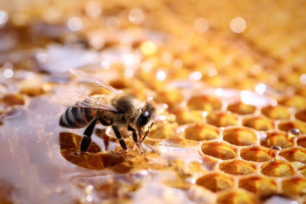 Little Bee - Rohhonig 500g